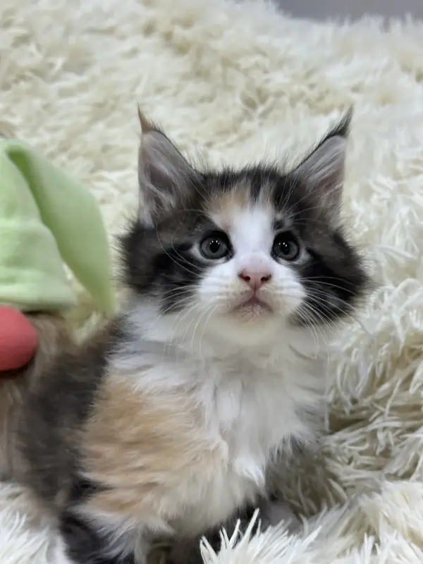 Мейн-Кун котята