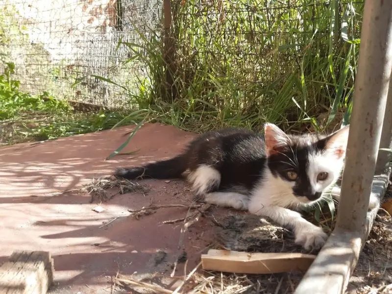 Котята