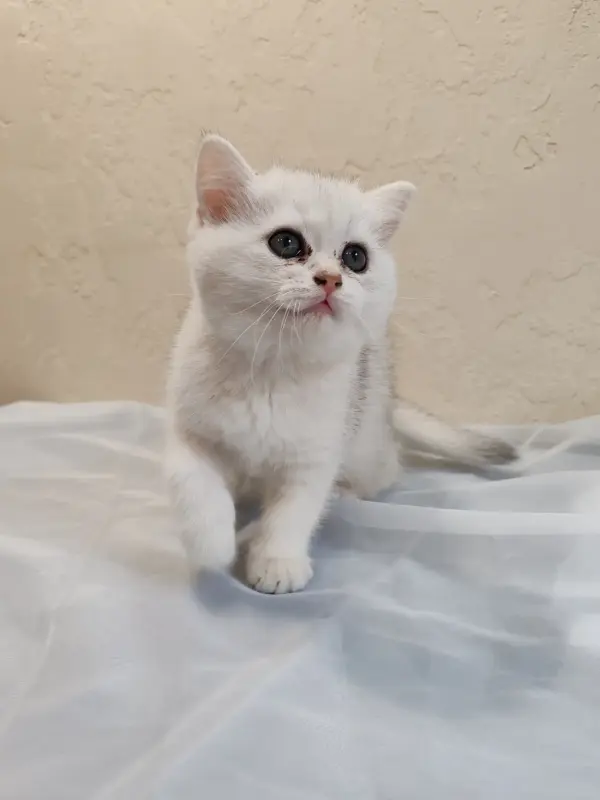 Шотландский котенок
