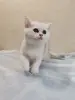 Шотландский котенок