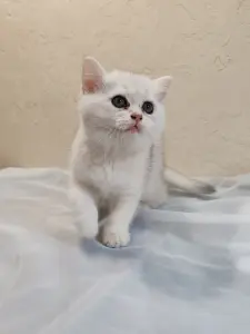 Шотландский котенок