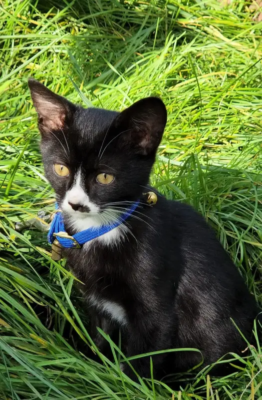 Котенок в дар