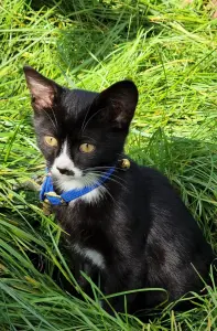 Котенок в дар