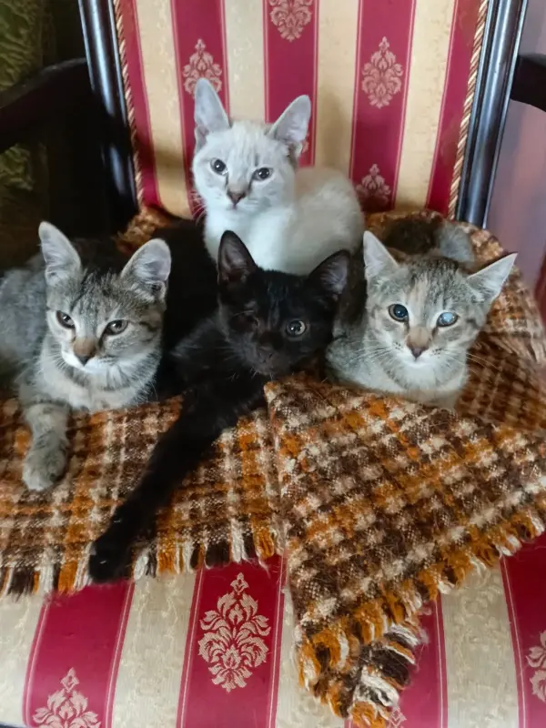 Отдам в добрые руки.