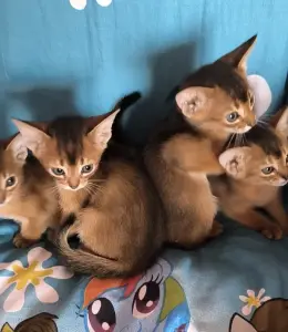 Абиссинские котята