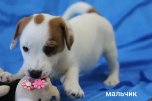 Щенки Джек Рассел терьера