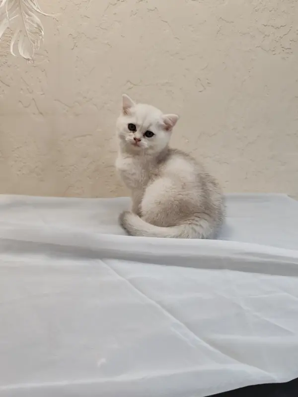 Шотландский котенок