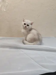 Шотландский котенок
