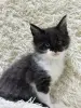 Мейн-Кун котята