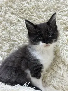 Мейн-Кун котята