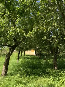 Дачный дом и участок  деревня Задорожье