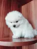 Белоснежный мальчик померанского шпица