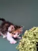 Мейн-Кун котята