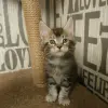 Кошечка мейн-кун
