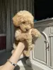Щенки той, миниатюрный пудель