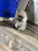 Шпиц, померанский шпиц