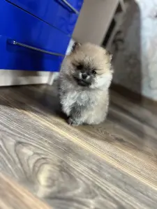 Шпиц, померанский шпиц