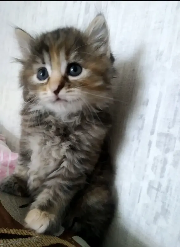 Котята,3 месяца.