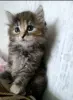 Котята,3 месяца.