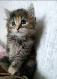 Котята,3 месяца.