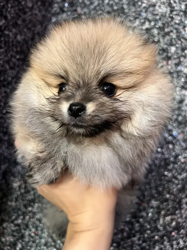 Шпиц, померанский шпиц