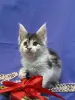Мейн-Кун котята