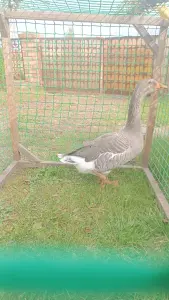 Гуси
