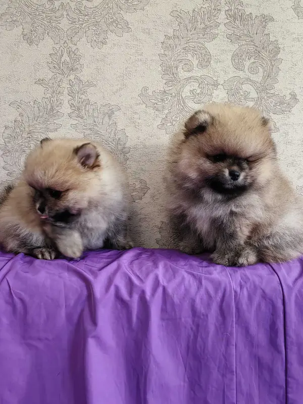 Щенки померанского шпица