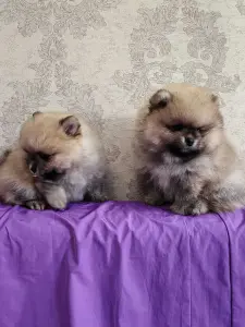 Щенки померанского шпица