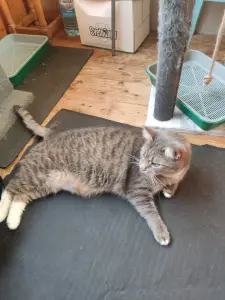 Кошечка в дар в хорошие руки.