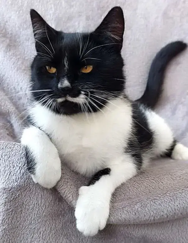 Кошка ищет дом