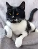 Кошка ищет дом