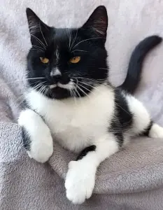 Кошка ищет дом