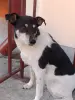 Собака