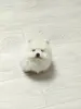 Мальчик белого померанского шпица