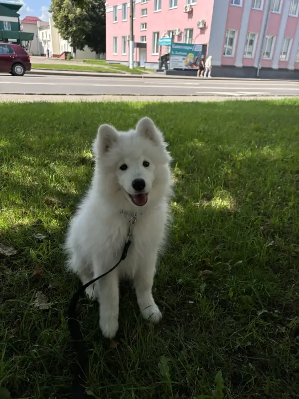 Щенок самоедской лайки
