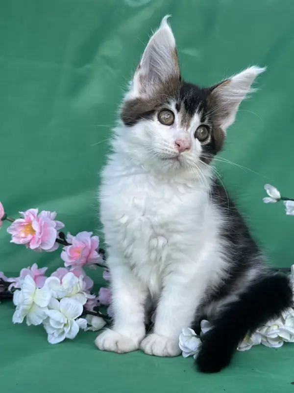 Мейн-Кун котята