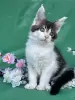 Мейн-Кун котята