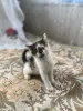 Котята в дар