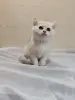 Шотландский котенок