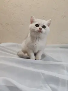 Шотландский котенок