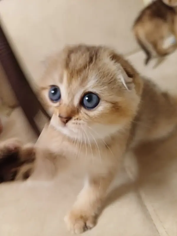 Котёнок золотая шиншилла.