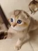 Котёнок золотая шиншилла.