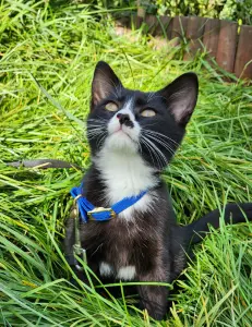 Котенок в дар