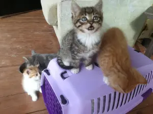 Срочно! Чудо-котята 1,5 месяца - в добрые руки.