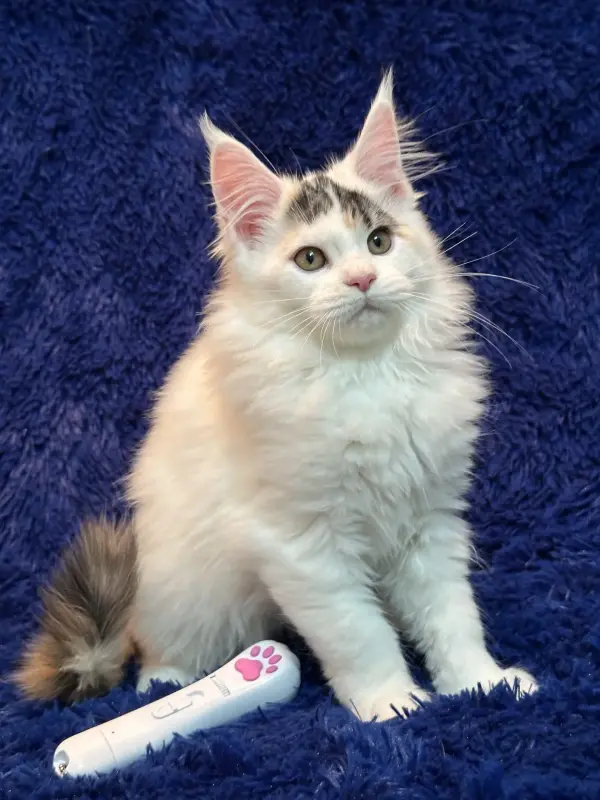 Мейн-Кун котенок