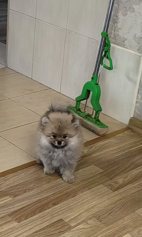 Померанский шпиц.