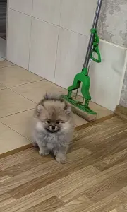 Померанский шпиц.