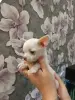 Щенки