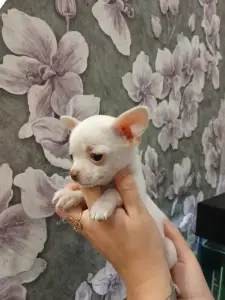 Щенки